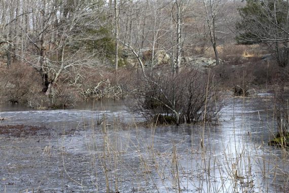 Black Ash Swamp.