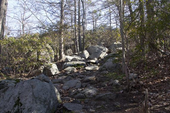 Raccoon Brook Hills trail