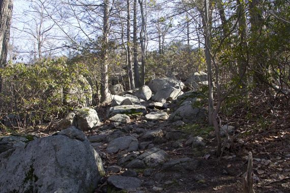 Raccoon Brook Hills trail.