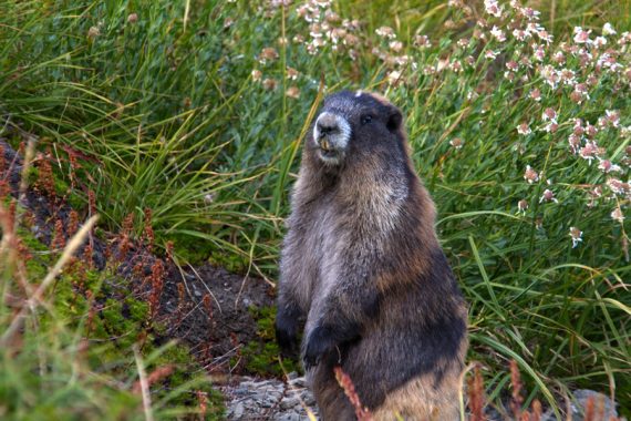 Olympic marmot in Badger Pass.