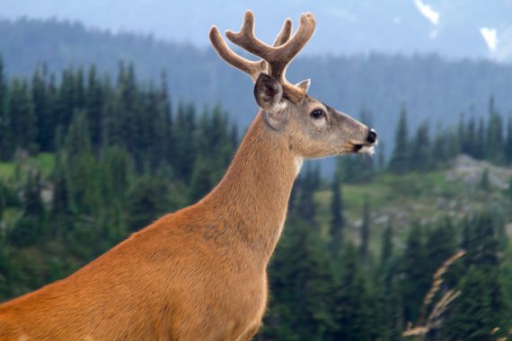 Black-tailed deer.