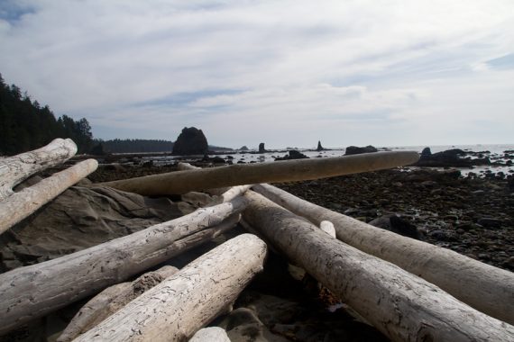 Driftwood and sea stacks.