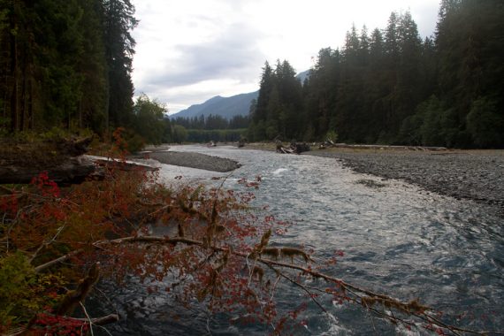 Hoh River Trail.