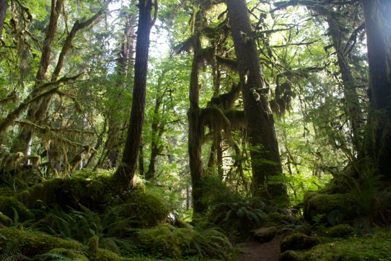 Lush forest.