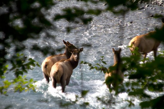 Elk on Hoh River Trail.