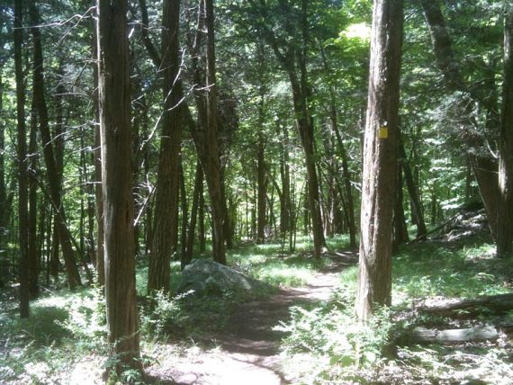 Yellow Kincaid Trail