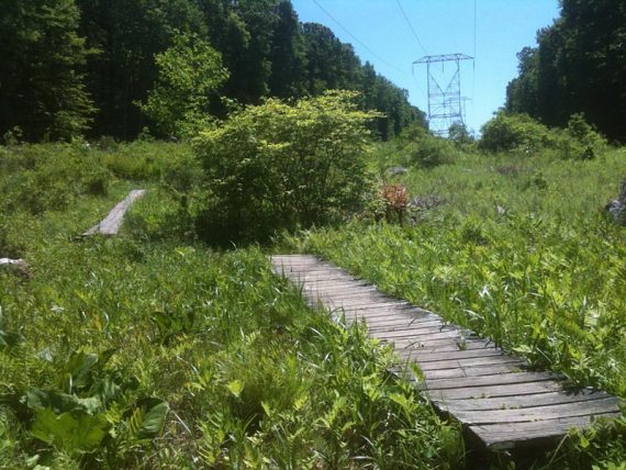 White Trail under the power lines