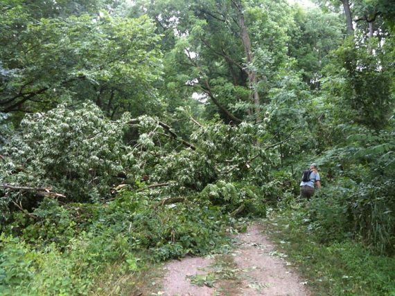 Huge downed tree to get around.