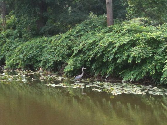 Great Blue Heron