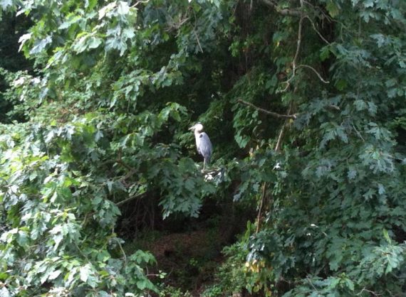 Great Blue Heron in a tree