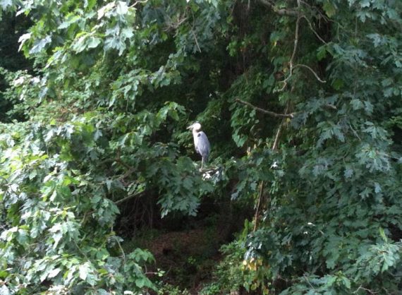 Great Blue Heron in a tree