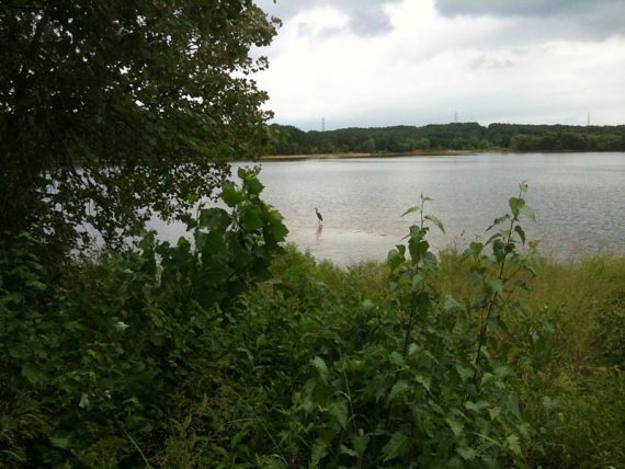 Great blue heron along the Yellow trail