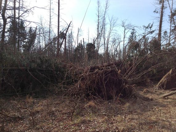 Just some of the Red Pine Grove blow-downs