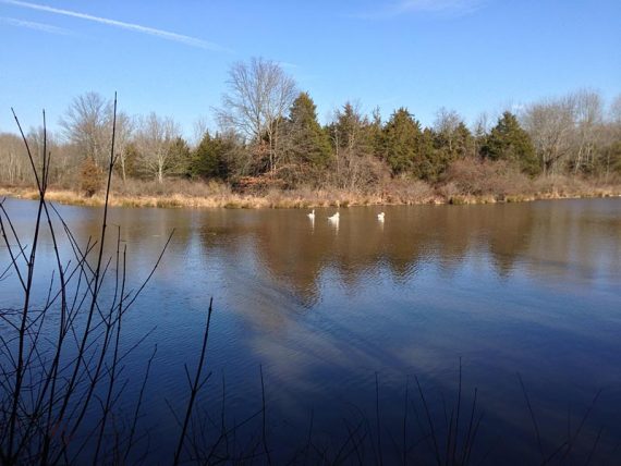 Swans on the pond