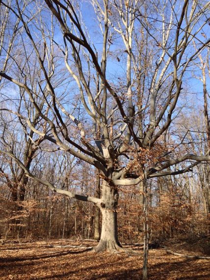 The Hobbit tree!