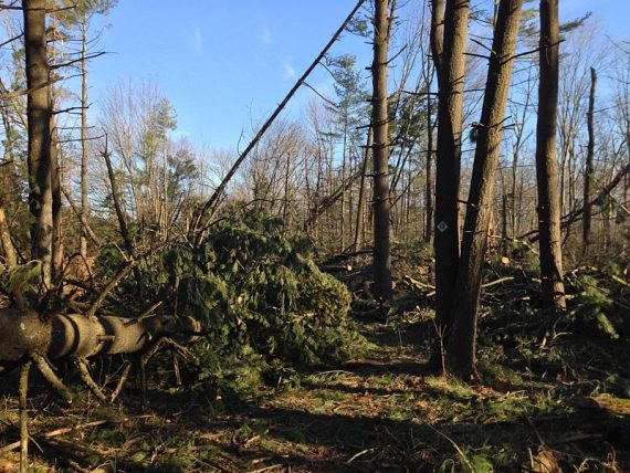 Evergreen blow-downs on Stony Brook trail