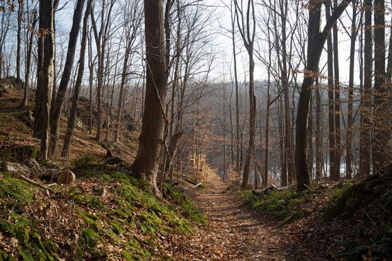 Trail with bare leaves nearing a lake