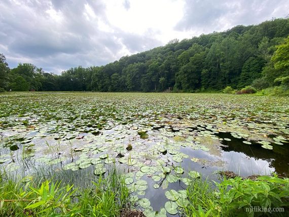 Ghost Lake filled with lily pads in summer.