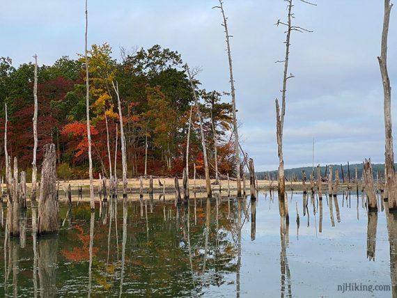 Fall color with trees sticking out of water