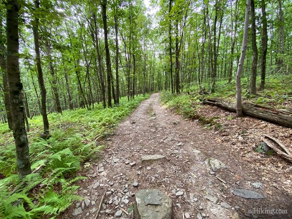 Wide trail surrounded by trees