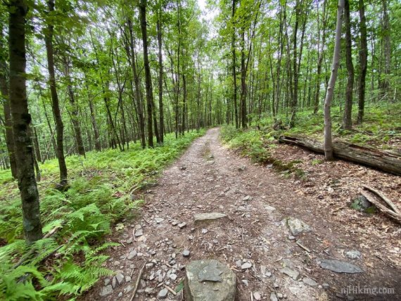 Wide trail surrounded by trees.