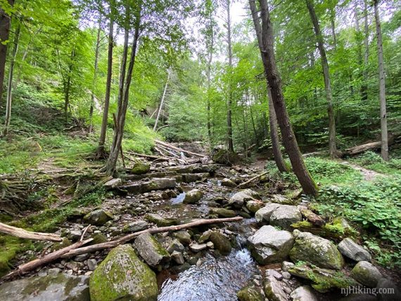 Rocky stream surrounded by trees.