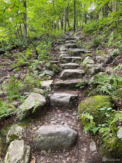 Large stone steps on a trail surrounded by green trees.