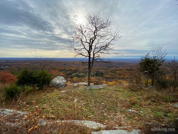 Lone bare tree with a colorful valley below.