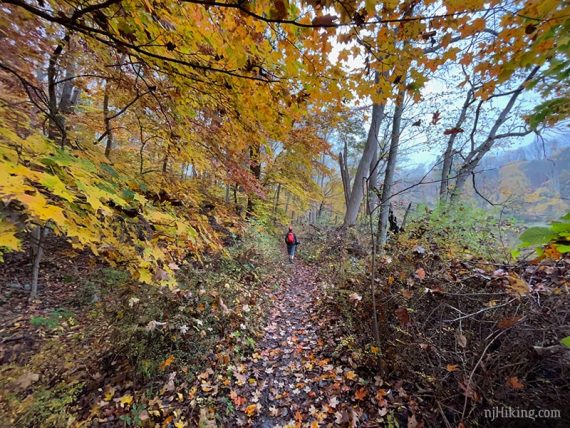 Hiker on path surrounded by yellow leaves.