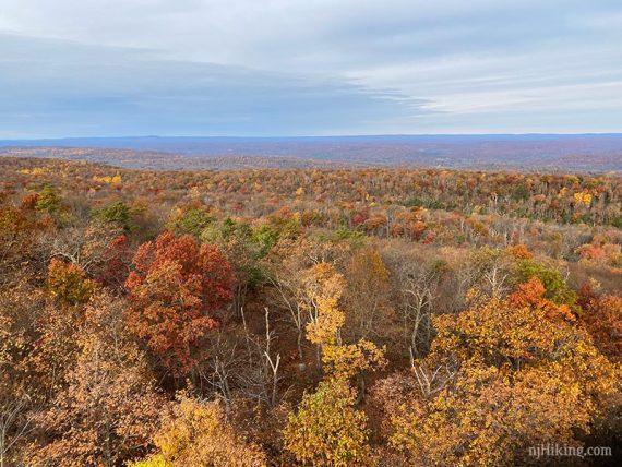 Expansive view over tree tops.