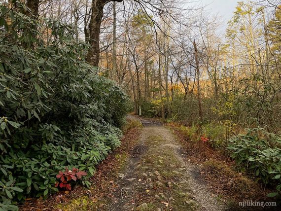 Rocky woods road with rhododendron on the side.