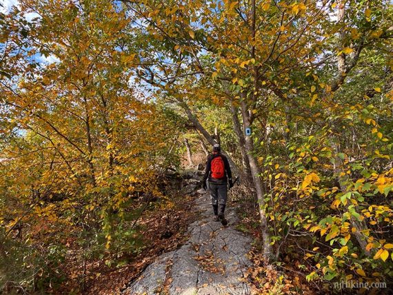 Hiker with yellow fall foliage on a rocky trail.
