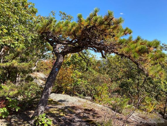 Pine tree bent dramatically over a trail.