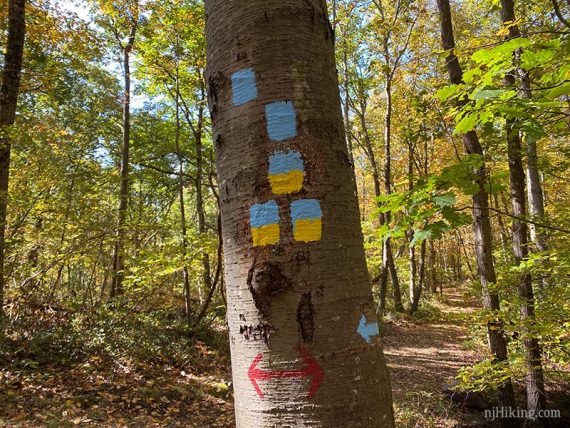 Tree with blue, yellow, and red painted blazes.