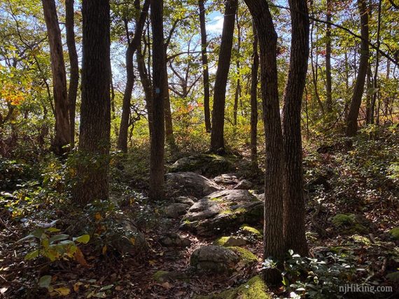 Shady trail with large rocks.
