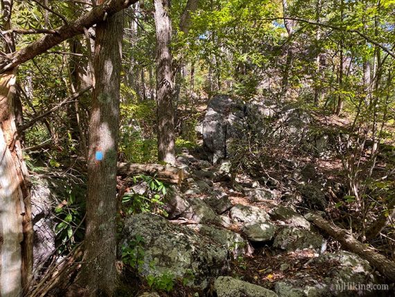 Rocky trail in a forest.