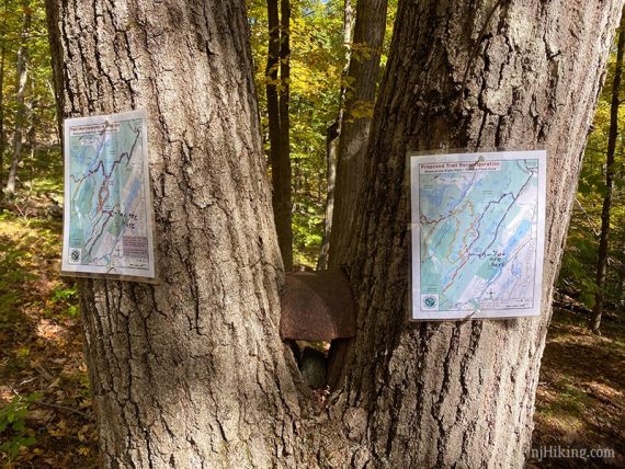 Dual trunk tree with trail map signs on them.