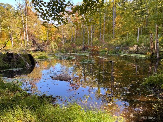 Small wet area with a beaver dam surrounded by forest.