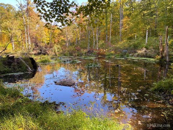 Small wet area with a beaver dam surrounded by forest