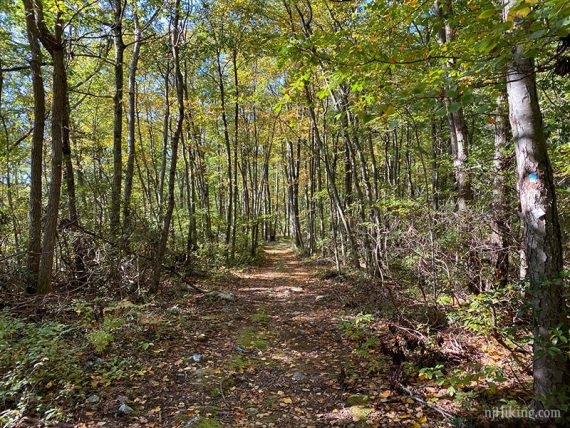 Wide level woods road in a forest.