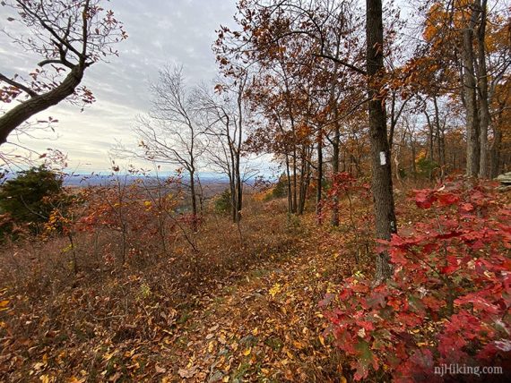 White blaze on a tree with red foliage.