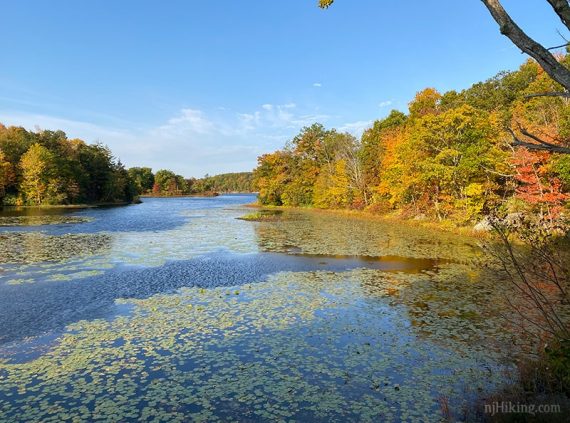 Lake with lily pads and fall foliage around it.