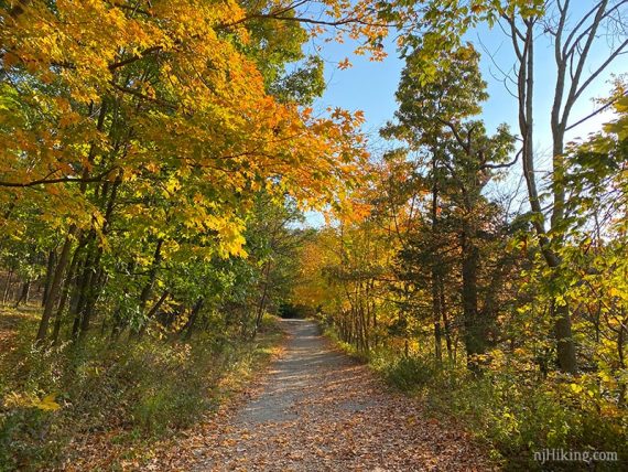 Wide level path surrounded by fall foliage.