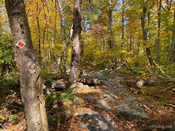 Orange trail marker on a tree next to a rock filled path.