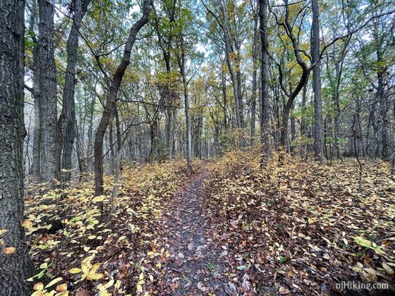 Low yellow vegetation lining a trail through a forest.