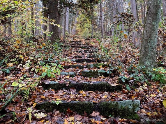 Old stone steps covered with wet leaves.