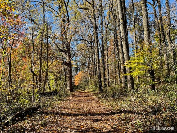 Wide leaf covered path.
