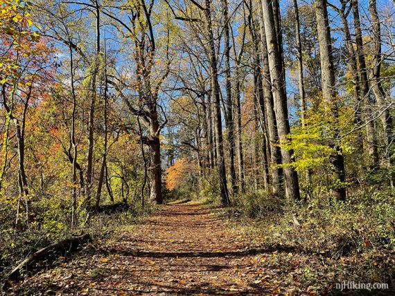 Wide leaf covered path.