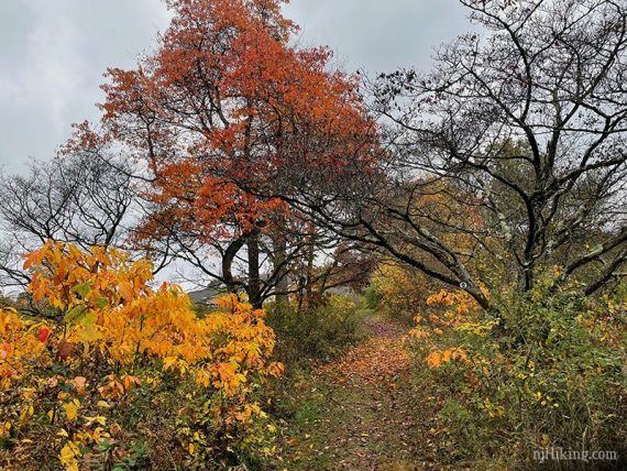 Fall foliage along a grassy trail.