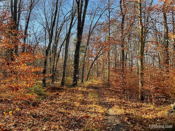 Red orange foliage and leaf drop on a trail